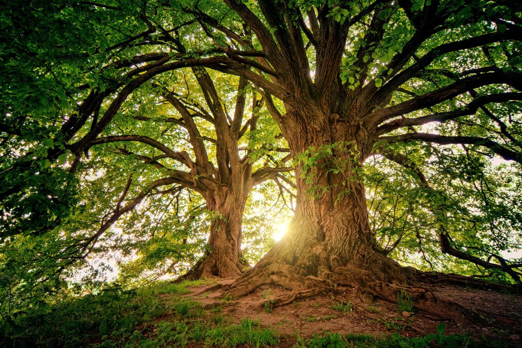 First image for the example sentence for - green